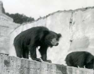 Un ours paresseux regarde depuis son enclos devant les terrasses Mappin, Zoo de Londres, septembre 1914 - Frederick William Bond